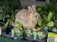 Як кролик пригостився смаколиками у супермаркеті (Відео)