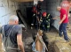 На Чернігівщині корова впала в глибоку яму на власному подвір’ї: як її рятували