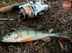 Без чверті — мільйон гривень: двоє рибалок з Чернігівщини постануть перед судом за браконьєрство