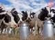 Чернігівщина серед лідерів за кількістю корів та молока в Україні