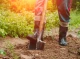 Копати чи не копати: як покращити якість ґрунту восени