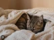 Кіт любить жувати шерстяну ковдру: чи небезпечне це “захоплення”?
