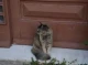 Чому кішка чекає вас біля дверей, коли ви повернетесь додому