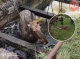 Лось втрапив у водну споруду: як ДСНС-ники рятували тварину