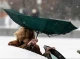 Будьте обережними: на Чернігівщині оголосили штормове попередження