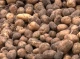 Проблеми фермерів та картопля за безцінь: урожай Чернігівщини
