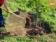 Понад 13 млн: на півночі України лісівники висаджували дерева