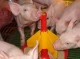 Рацион кормления свиней