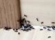 Як позбутися мурах у квартирі - простий спосіб