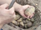 Чернігівщина та Ніжин: господарі розповідають про урожай картоплі 2023 (Фото) 