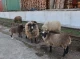 У Чернігові можна побачити отару овець з баранами