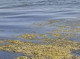 В Одесі зафіксували перевищення шкідливих речовин у морській воді